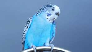 Ako si vybrať vlnitý papagáj podľa sexuálneho bázy